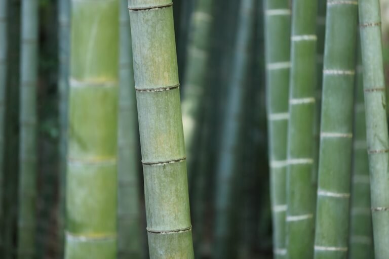 Dream About Bamboo – Meaning And Symbol