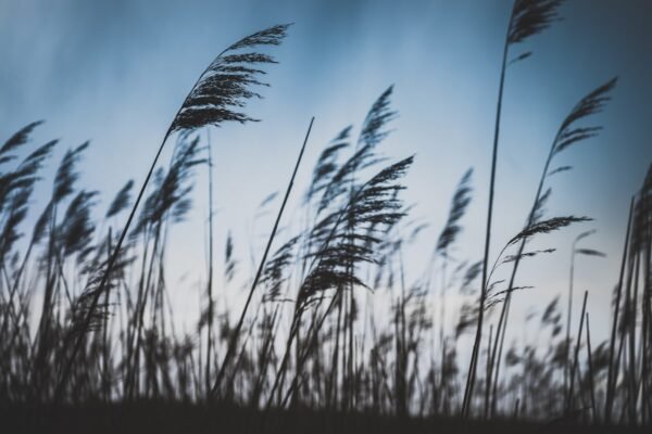 Dream About Breeze – Meaning And Symbol