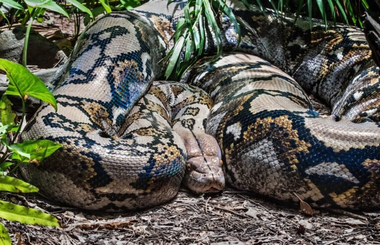 Dream About Anaconda – Meaning And Symbol