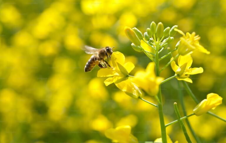 Dream About Bees – Meaning And Symbol
