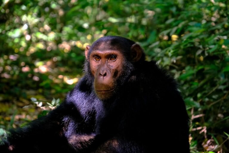 Dream About Chimpanzee – Meaning And Symbol